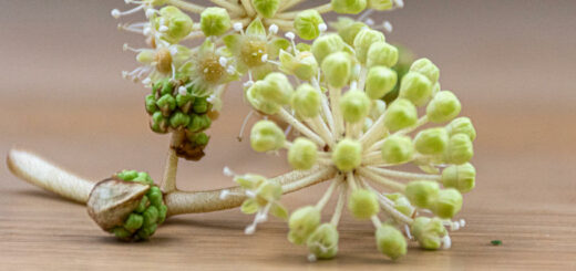 Ginseng siberiano