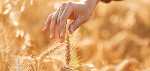 Samopsza i płaskurka