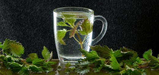 Lemoniada z pokrzywy