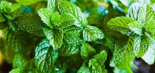 Mięta