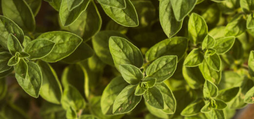liście oregano