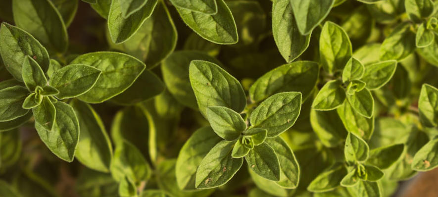 liście oregano